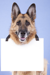 dog and blank banner
