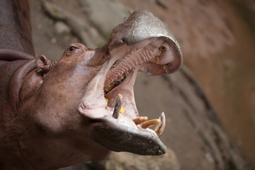 hippopotamus