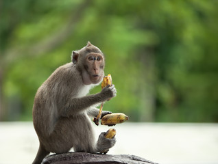 le singe tient trois bananes