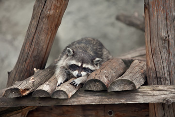 raccoon