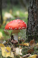 Fly agaric