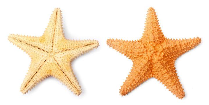 The Caribbean starfish ( Oreaster reticulatus ).