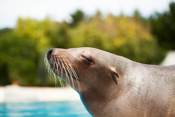 Fototapeta premium sea lion