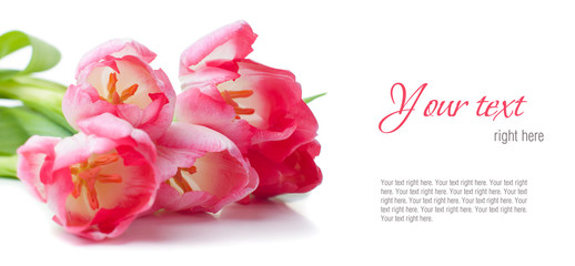 pink tulips on a white background, ready template