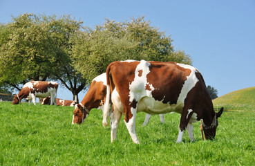 Fototapeta na wymiar Krowy w Emmental regionu, Szwajcaria