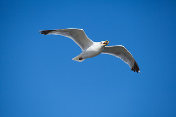 seagull in flight