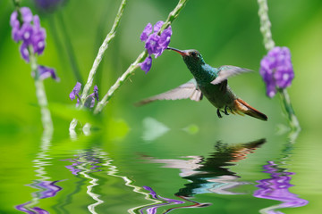 Beautiful hummingbird in reflection