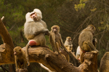 Una familia de monos