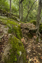tree root surrounded by stone boulders
