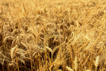 wheat fields in summer