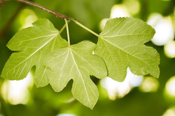 fig leaves in the trees