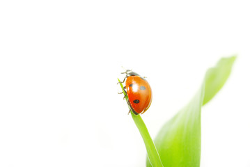 ladybird