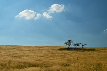 Fototapeta na wymiar Łąka górska, wyspa w suchej trawie