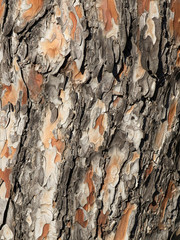 pine tree bark