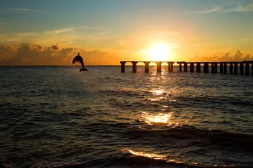 Papier Peint photo Dauphins Dauphin sautant hors de la mer en Floride