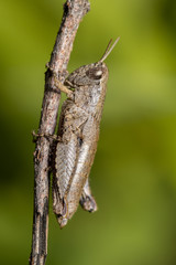 macro shot of a brown grasshopper insect