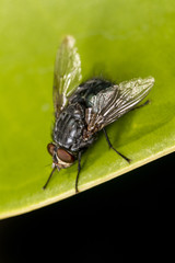 Fototapeta premium fly on top of leaf