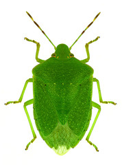 green bug (Nezara viridula) a widespread crop pest
