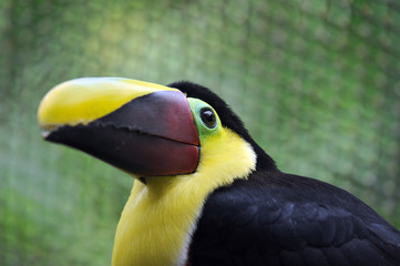 Chestnut Mandibled Toucan of Costa Rica