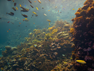 Naklejka na ściany i meble Colorful coral reef with tropical fish