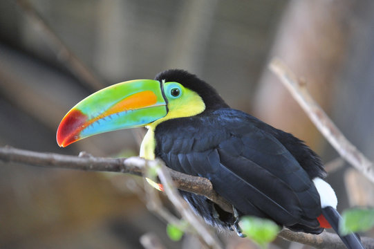 Keel Toucan of Costa Rica