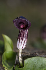 Closeup view of a Arisarum Vulgare plant.