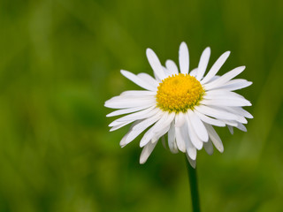 Obraz premium Beautiful daisy flower in the field