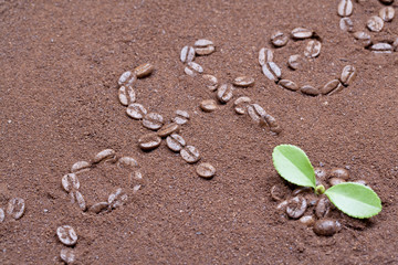 Coffee bean on coffee flour background