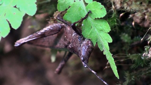 grass hopper