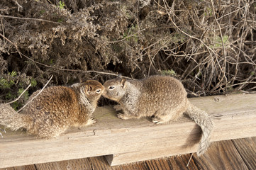 Squirrel, Cambria
