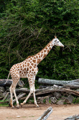 Giraffe