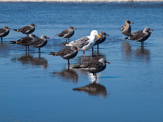 Fototapeta na wymiar A Variety of Seabirds at the Seashore