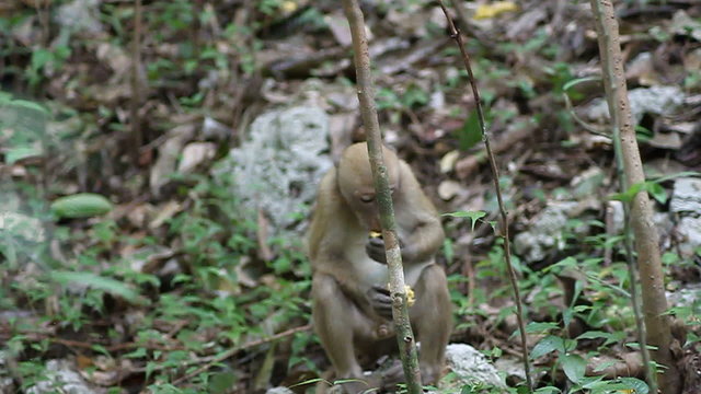 Monkey in Erawan National Park Kanchanaburi province.