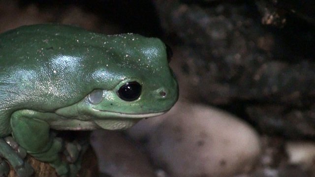 Green tree frog