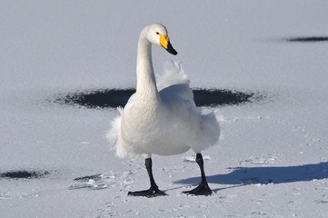 氷上を歩く白鳥