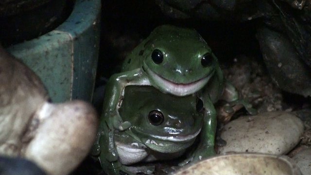Green tree frogs