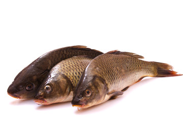 Three fresh fish carp