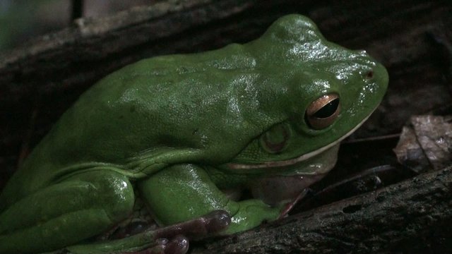 white lip tree frog