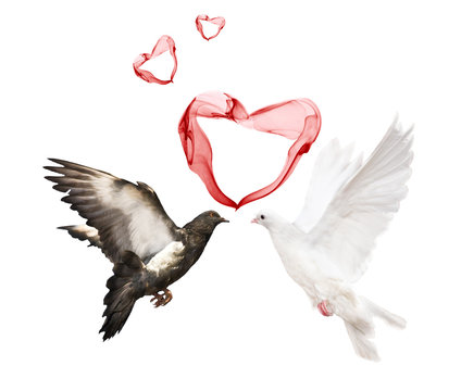 couple doves and red hearts
