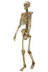 human skeleton isolated on white