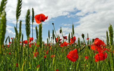 Obraz premium Poppies on the field.
