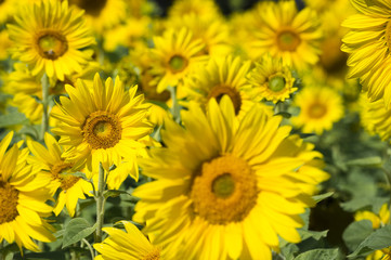 Sonnenblumen 2