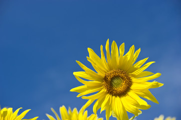 Sonnenblumen 1