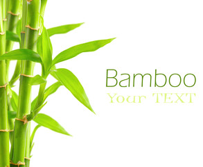 Bamboo background with copy space