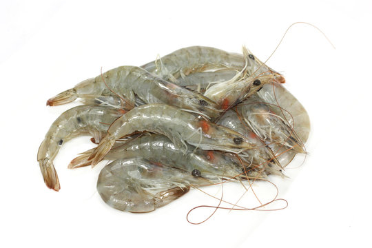 crevettes crues
