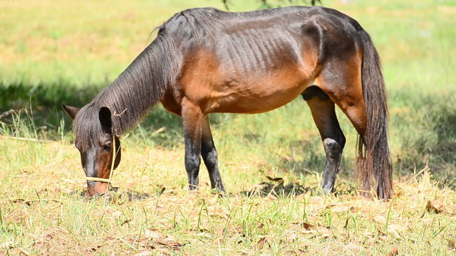 Thai mongolian pony horse (Equus ferus caballus)