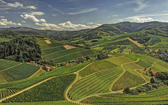 Weinberge im Sommer