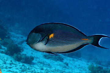 Fototapeta na wymiar Sohal surgeonfish in the Red Sea, Egypt.