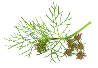 Coriander flower with leaves over white background