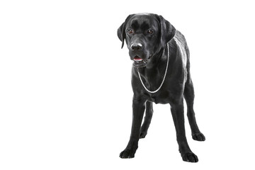 black labrador retriever dog lying on isolated white